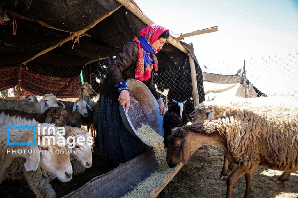 اندیشه شیروان