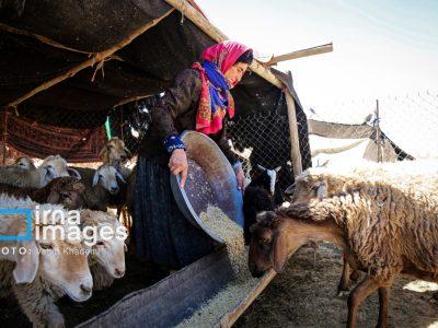 ۹۰ درصد عشایر مهمان، ایلام را ترک کردند