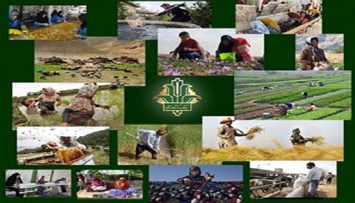 بانک کشاورزی بوشهر ۲۶۰۲ میلیارد ریال برای حمایت از کشاورزان پرداخت کرد