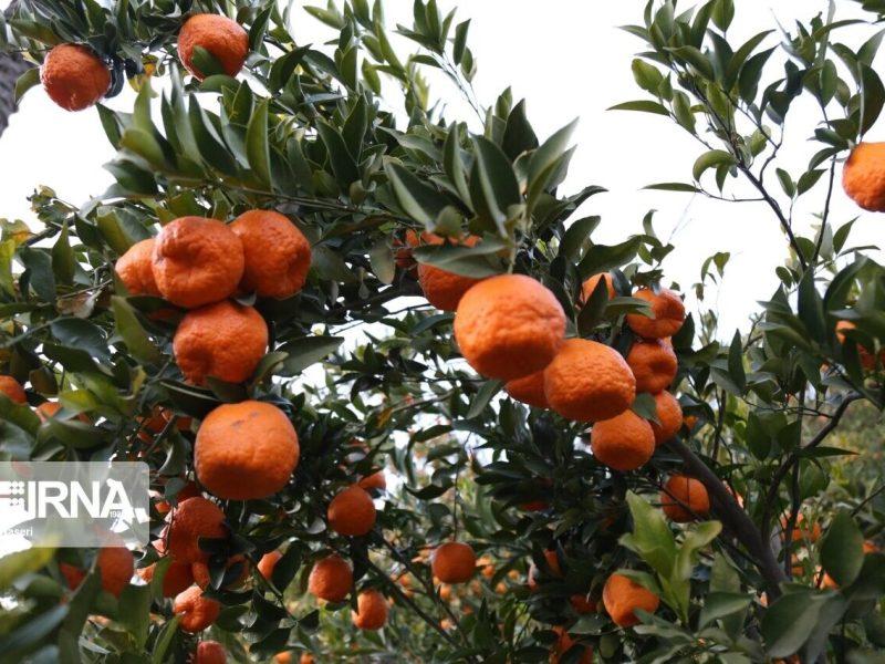 تلاش محققان برای مهار زوال مرکبات/ دستاوردهای نوین در کنترل بیماری درختان