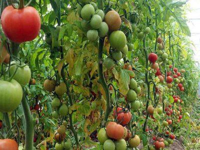 استفاده از ظرفیت سرمایه‌گذاران بومی برای ایجاد اشتغال پایدار در هرمزگان مورد تاکید است‌