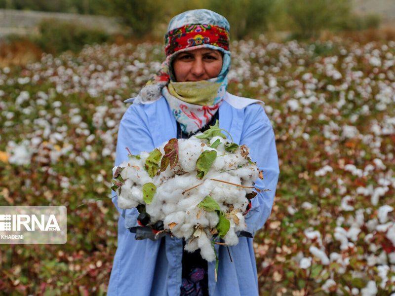 احیای طلای سفید؛ تحول کشاورزی گلستان با پنبه، گلخانه و مدیریت آب