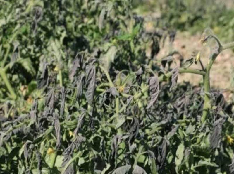 سرمازدگی ۹۰۰ میلیارد ریال به بخش کشاورزی خوشاب خراسان رضوی خسارت زد