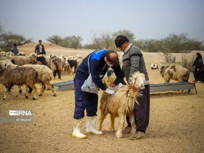 زنگ خطر تب برفکی در بجنورد؛ دامداران واکسن را جدی بگیرند