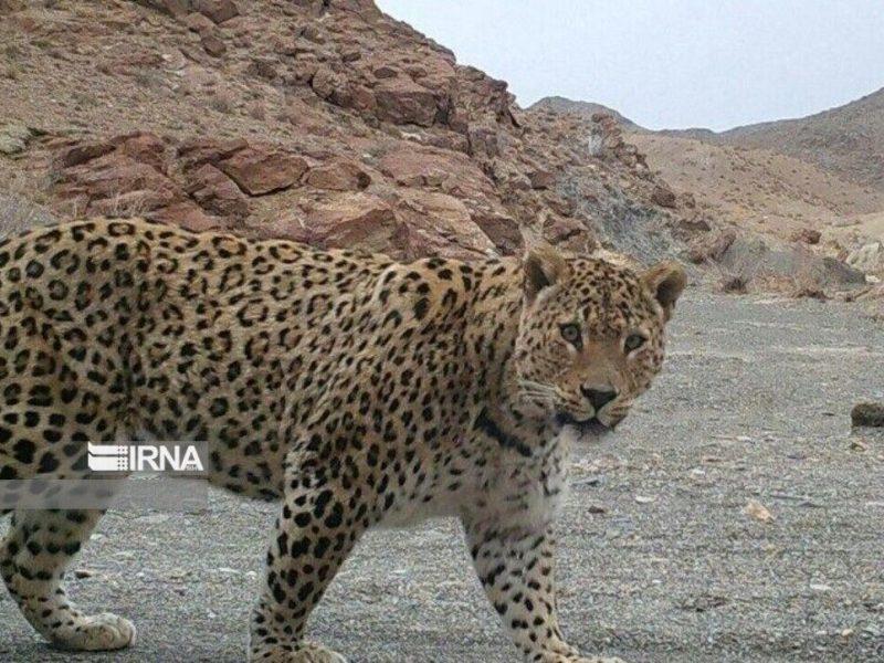 خبر جولان پلنگ در روستای دروان البرز تکذیب شد