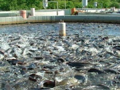 سرمایه‌گذاری در شیلات و خرما؛ ۲ اولویت اقتصادی خوزستان