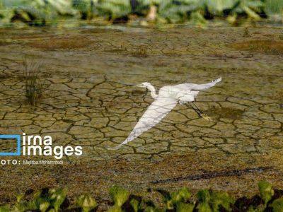 پسروی آب دریای خزر و نیاز مبرم تالاب انزلی به مدیریت بحران 