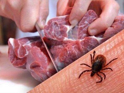 آموزش، کلید پیشگیری از تب کریمه کنگو در فصل گرما