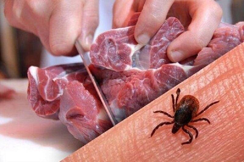 آموزش، کلید پیشگیری از تب کریمه کنگو در فصل گرما
