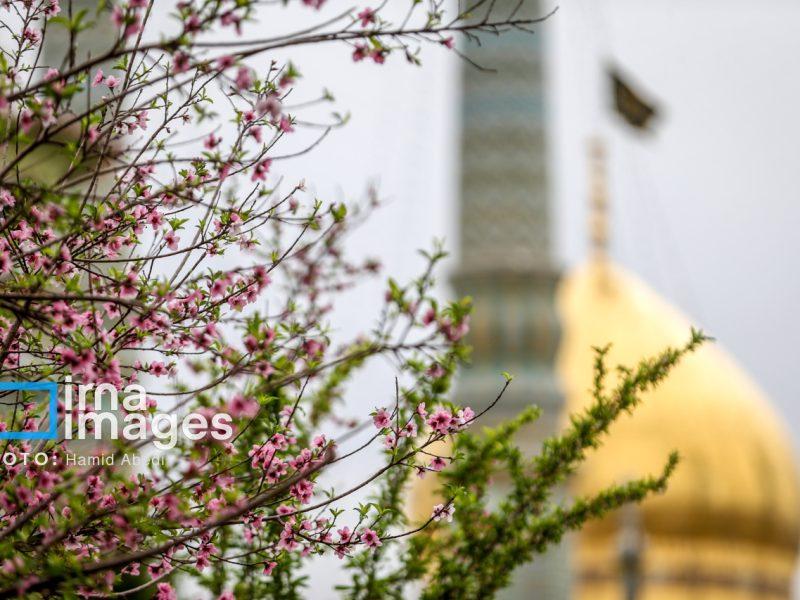 قم در سالروز میلاد حضرت معصومه(س) غرق در نور و کرامت است