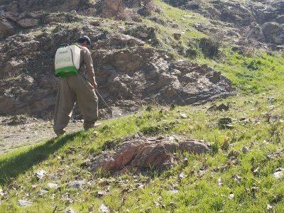 مبارزه با آفت ملخ بومی در مزارع و باغات کردستان از مرز هزار هکتار گذشت