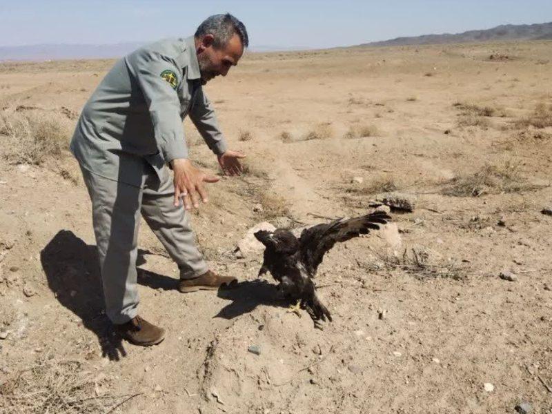 عقاب زخمی پس از تیمار در سبزوار به آغوش طبیعت بازگشت