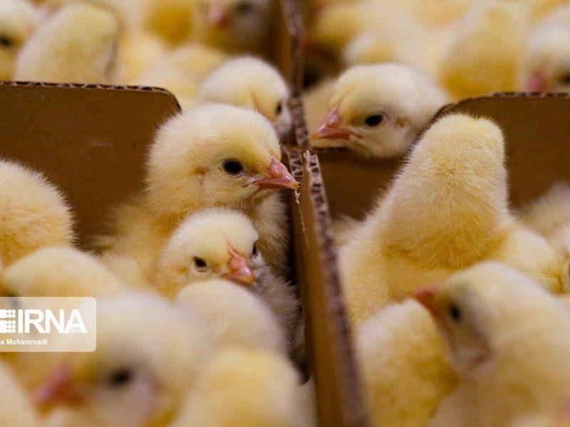 جوجه‌ریزی ۲.۹ میلیون قطعه‌ای در نوشهر ثبت شد