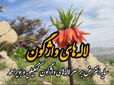 خطر انقراض در کمین لاله‌های واژگون کهگیلویه وبویراحمد