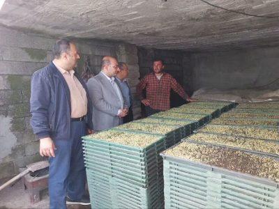 نخستین بانک نشاء مکانیزه در آستارا انجام شد