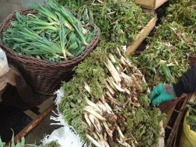 قاچاق سبز؛ جدیدترین شیوه برای نابودی مراتع کردستان