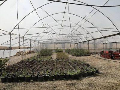 زمین برای احداث شهرک‌های گلخانه ای در سقز به سرمایه گذار واگذار می‌شود