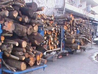 کشف ۸۳۴ تن انواع چوب قاچاق در گیلان