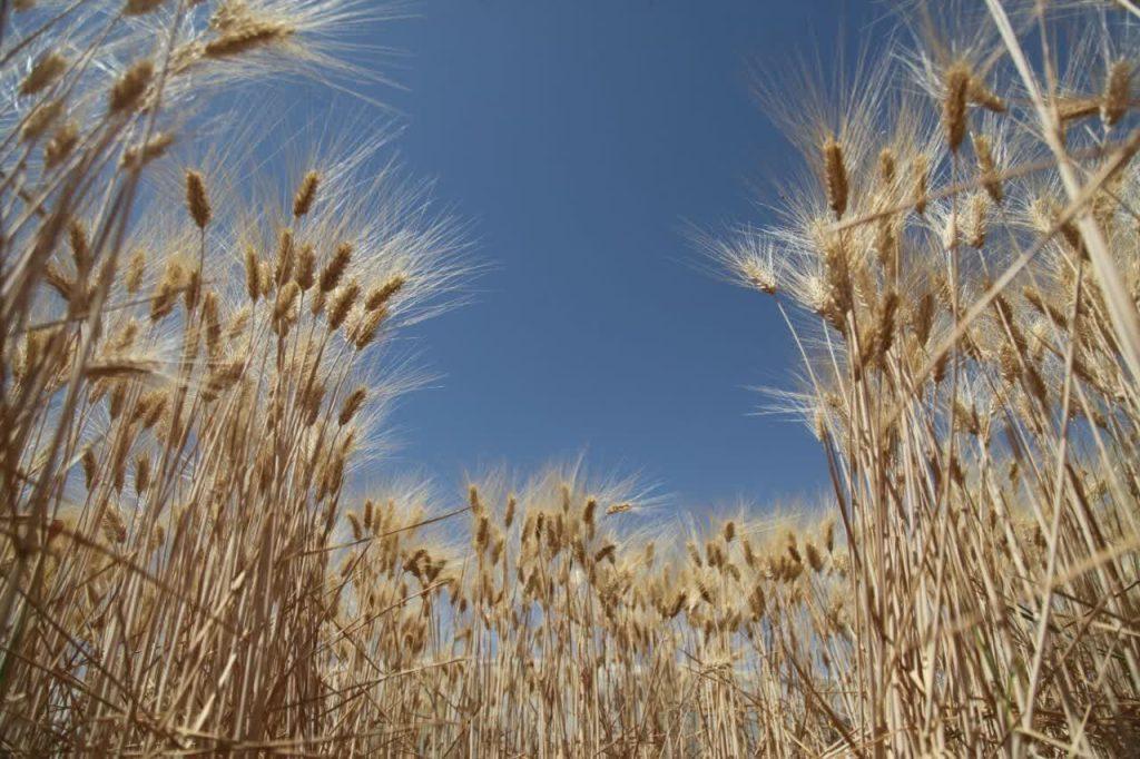 اندیشه شیروان