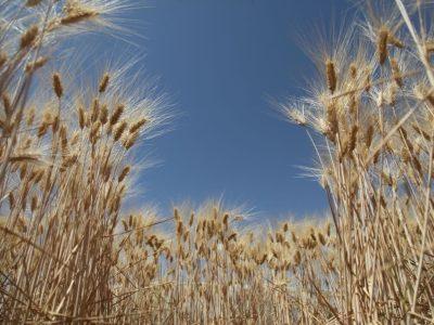 فیلم| هرمزگان و آغاز برداشت خوشه‌های طلایی