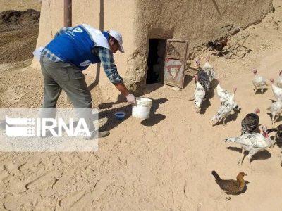 بیش از ۳۲۶ هزار قطعه طیور در کردستان واکسینه شد