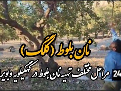 فیلم| مراحل پخت نانِ بلوط یا «کَلگ» در کهگیلویه و بویراحمد