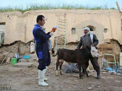۱۶ هزار راس دام سنگین در مناطق مرزی کردستان علیه تب برفکی واکسینه شد