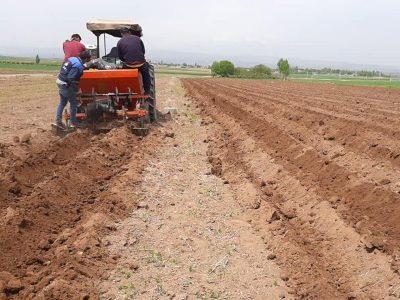 کشت چغندرقند در کهگیلویه و بویراحمد؛ بازگشت یک محصول راهبردی به چرخه تولید داخلی