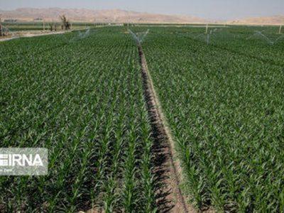 تولید ۱۰ درصد گندم ایران در کردستان