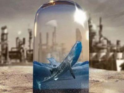 مستند فیلم ساز بوشهری به جشنواره “آسولو” ایتالیا راه یافت