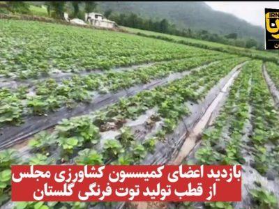 فیلم| بازدید اعضای کمیسیون کشاورزی مجلس از قطب تولید توت فرنگی گلستان