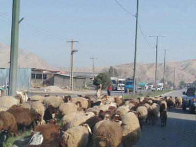 کوچ زودهنگام، آیینه‌ای از تغییرات اقلیمی