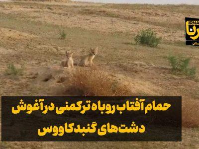 فیلم| حمام آفتاب روباه ترکمنی با پنج توله‌ در گنبدکاووس
