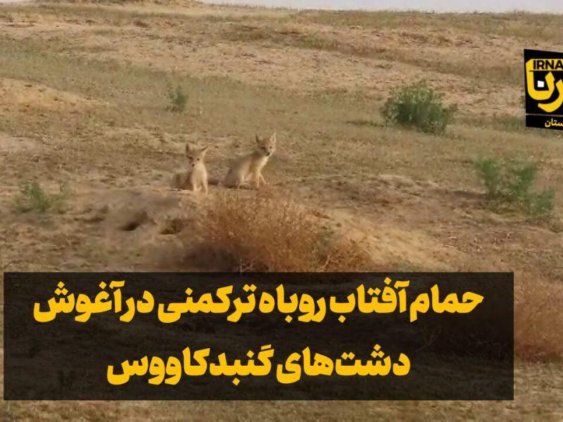 فیلم| حمام آفتاب روباه ترکمنی با پنج توله‌ در گنبدکاووس