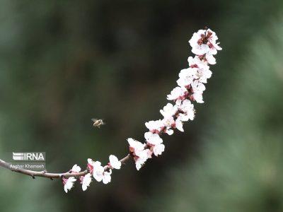 بهار با تاخیر به مازندران رسید/ وداع شمال کشور با سوز و سرما