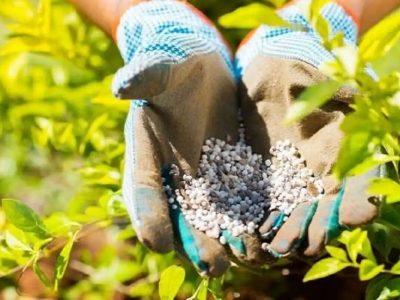 نیترات و سرطان، میراث شوم کودهای یارانه‌ای