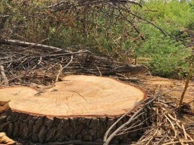 متخلف قطع درختان بید وحشی در سقز دستگیر شد