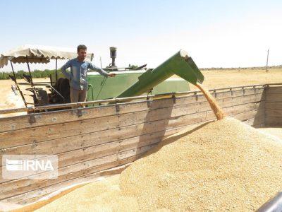 برداشت گندم و کلزا در شادگان آغاز شد