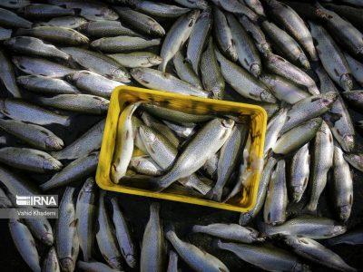 آبزی‌پروری ضرورتی بی‌بدیل برای شکوفایی اقتصاد مازندران