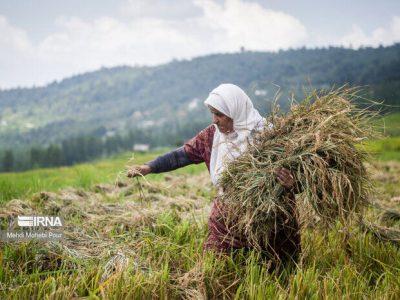 پنج هزار مترمربع اراضی کشاورزی دابودشت آمل به چرخه تولید برگشت
