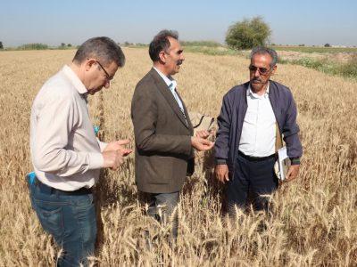 توسعه تنوع ارقام بذری مقاوم به خشکی در دیمزارهای کشور در دستور کار است