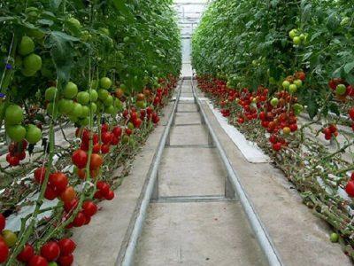 استان مرکزی در راه توسعه شهرک‌های گلخانه‌ای