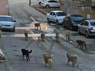افزایش سگ‌های بی‌صاحب در اسلامشهر زنگ خطری برای سلامت عمومی