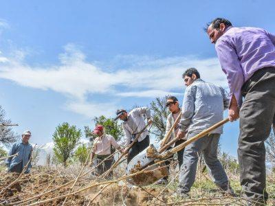 “باغ اِسپار”؛ بهار تاکستان های ملایر