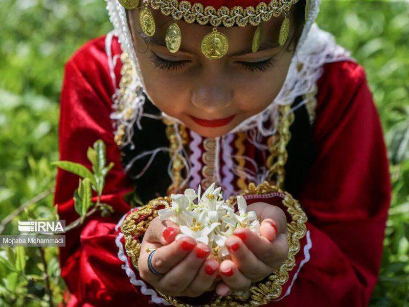 آغاز برداشت شکوفه‌های بهارنارنج در گیلان