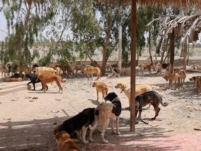 دغدغه مدیریت سگ‌های بی‌صاحب در جیرفت؛ این بار کاهش پرسش‌برانگیز جمعیت +فیلم