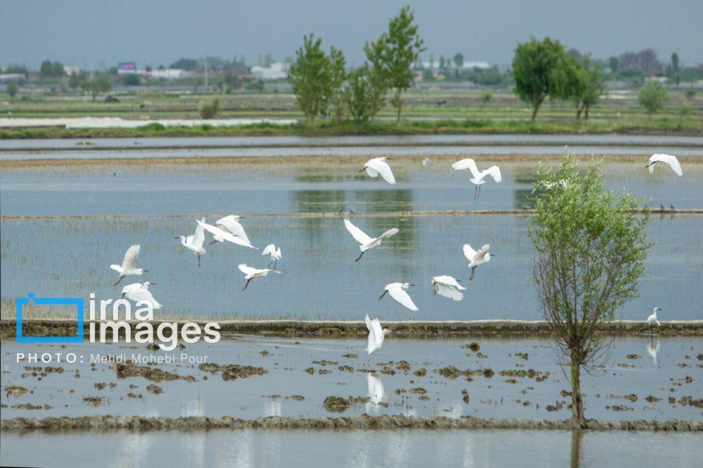 اندیشه شیروان