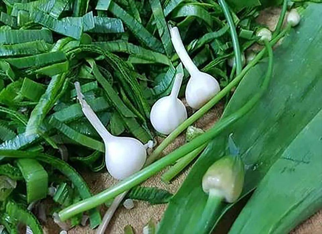 اندیشه شیروان