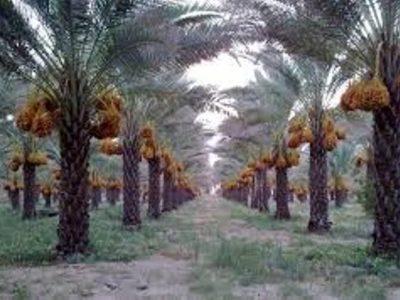 نخستین بار در بوشهر درخت نخل به روش کشت بافت تکثیر شد