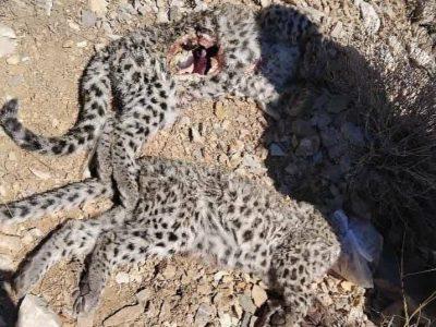 لاشه ۲ توله پلنگ ایرانی در پارک ملی خبر کرمان مشاهده شد
